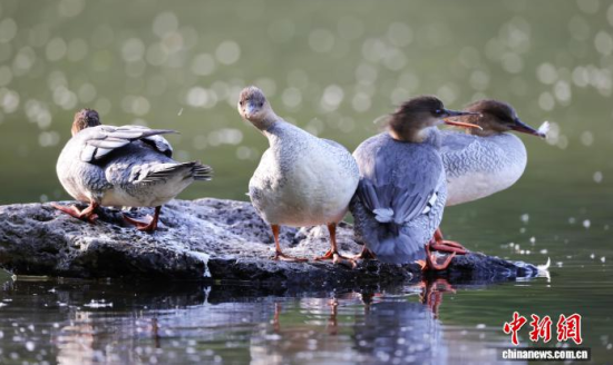 ���A��ɳ�����ԁ����w��ˮ��ʯ�^����Ϣ�����w��� �z